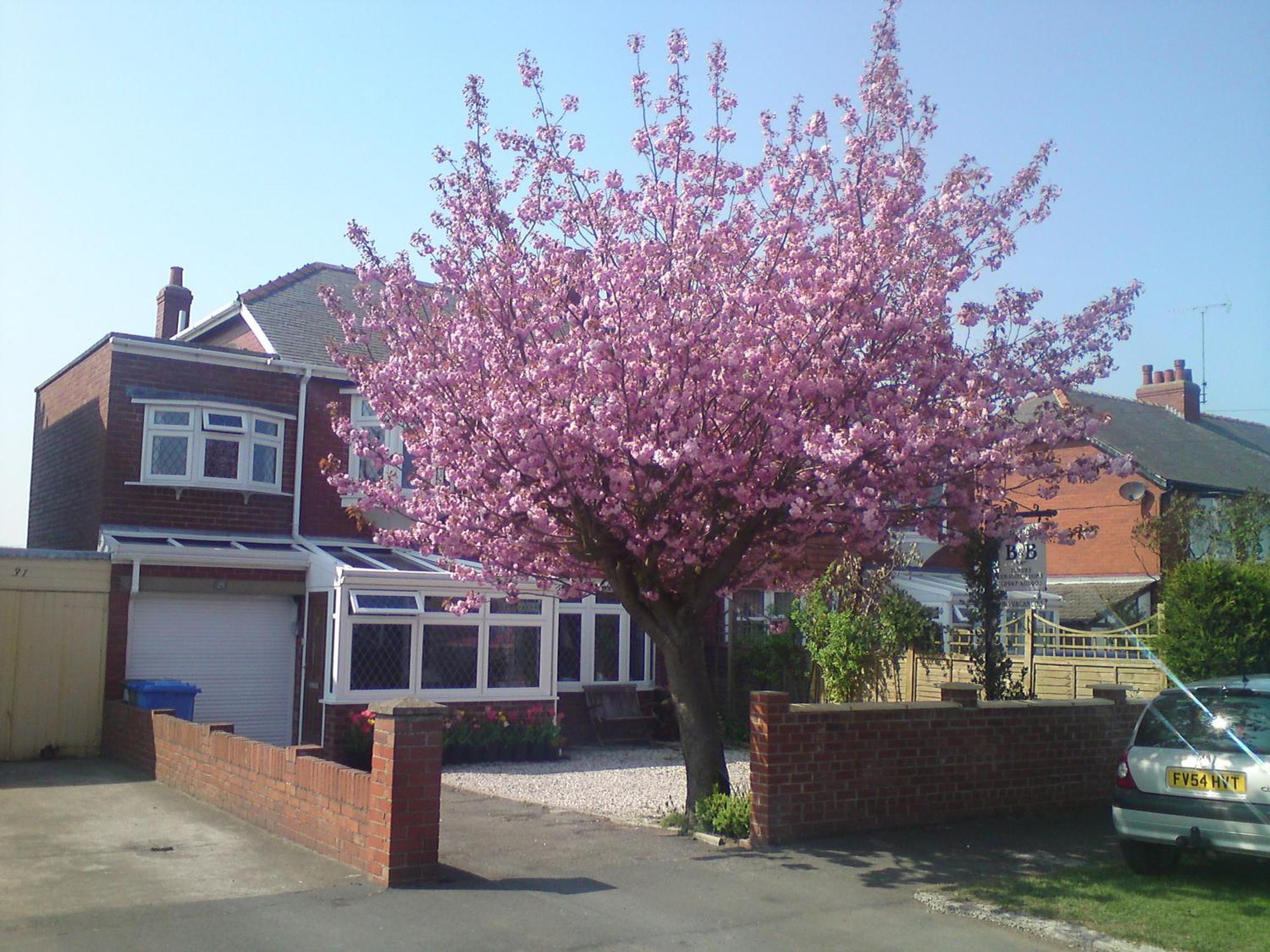 Bed & Breakfast Cherry Blossom 3*